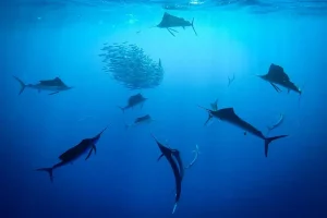 fish-image.webp